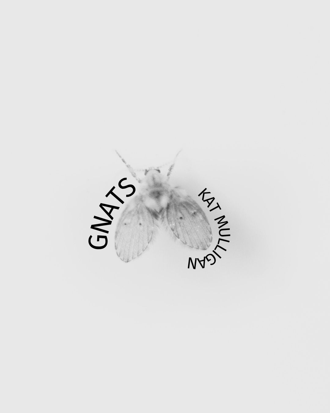 Gnats
